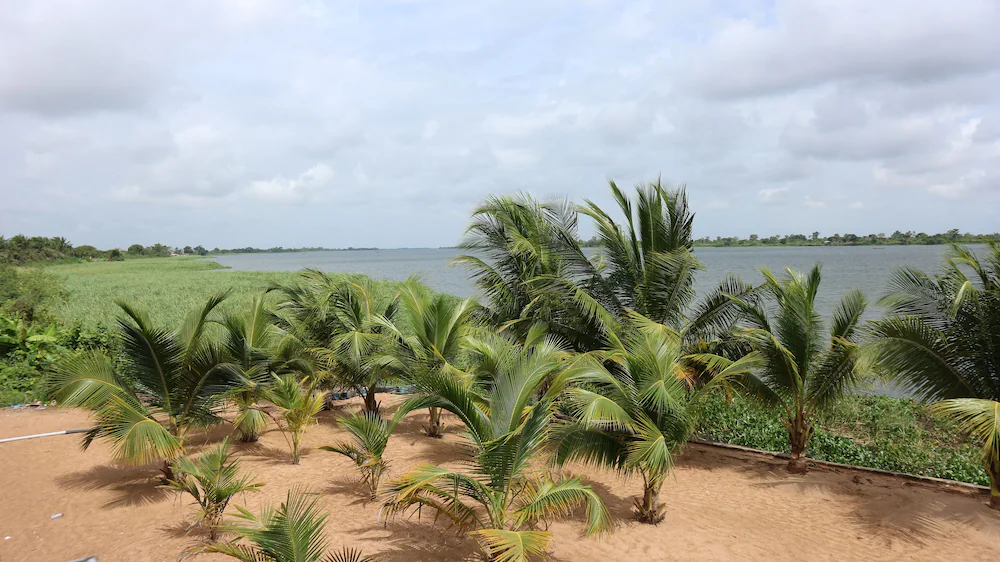 Palm trees and resort buildings overlooking the water